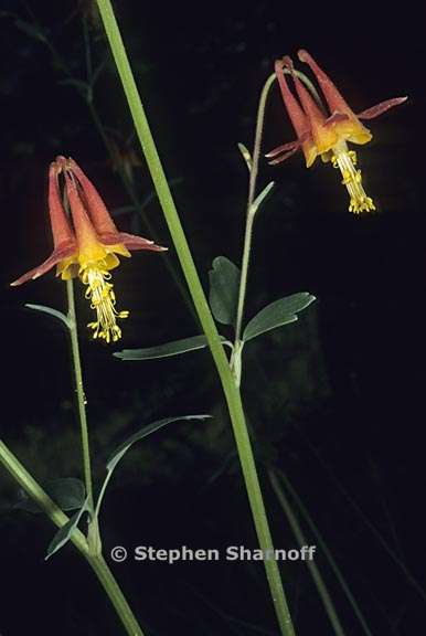 aquilegia formosa 3 graphic